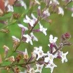 Aloysia citrodora Цветок