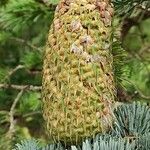 Abies procera Плід