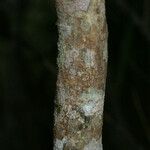 Vepris lanceolata Ŝelo