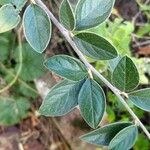 Cotoneaster adpressus Blad