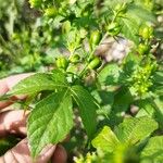 Croton lobatus Blomst