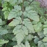 Chaerophyllum temulum Leaf