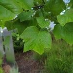 Liriodendron chinense ഇല