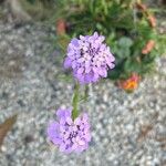 Iberis umbellataFlower