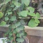 Ficus natalensis List