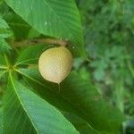 Aesculus pavia Fruit