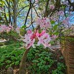 Rhododendron canescens 花