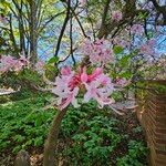 Rhododendron canescens Çiçek