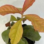 Pereskia aculeata ഇല