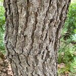 Quercus lobata Corteza