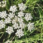 Peucedanum palustre Flor