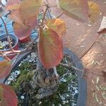 Dombeya rotundifolia Levél
