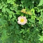 Rosa corymbifera Blüte