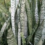 Sansevieria trifasciata পাতা