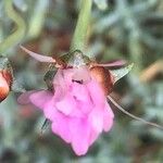 Lampranthus multiradiatus Květ