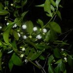 Chiococca alba Fruchs