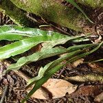 Asplenium africanum Lehti