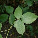 Rubus foliosus Листок