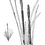 Typha × glauca Други