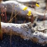 Utricularia subulata Kukka