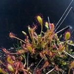 Drosera anglica Folha