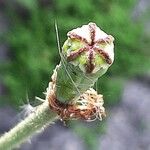 Papaver atlanticum ഫലം