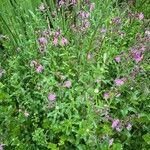 Silene dioica Habitat