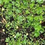 Potentilla erecta Leaf