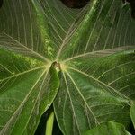 Sterculia apetala Leaf