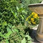 Chenopodium ficifolium Leaf