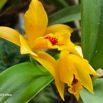 Guarianthe aurantiaca Blüte