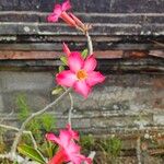 Adenium multiflorum Цвят