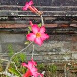 Adenium multiflorum Virág