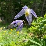 Clematis alpina Blüte