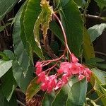 Begonia coccinea Kukka