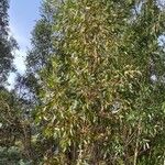 Eucalyptus conferruminata ᱥᱟᱠᱟᱢ