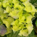 Hydrangea spp. Kvet