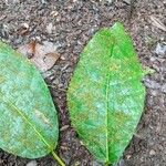 Ficus tonduzii Φύλλο