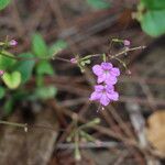 Commicarpus chinensis फूल
