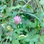 Trifolium pratenseKvět