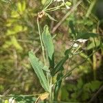 Euphorbia corollata 葉