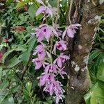 Dendrobium anosmum Kvet