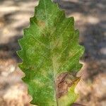 Quercus macrocarpa葉