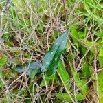 Smilax bona-nox Blatt