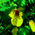 Chamaecrista nictitans Blüte