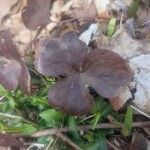 Anemonella thalictroides Fulla