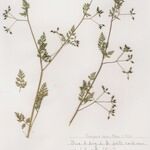 Anthriscus caucalis autre
