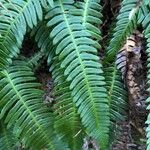 Blechnum spicantLeaf