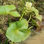 Sagittaria montevidensis Habitus