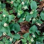 Maianthemum bifolium Облик